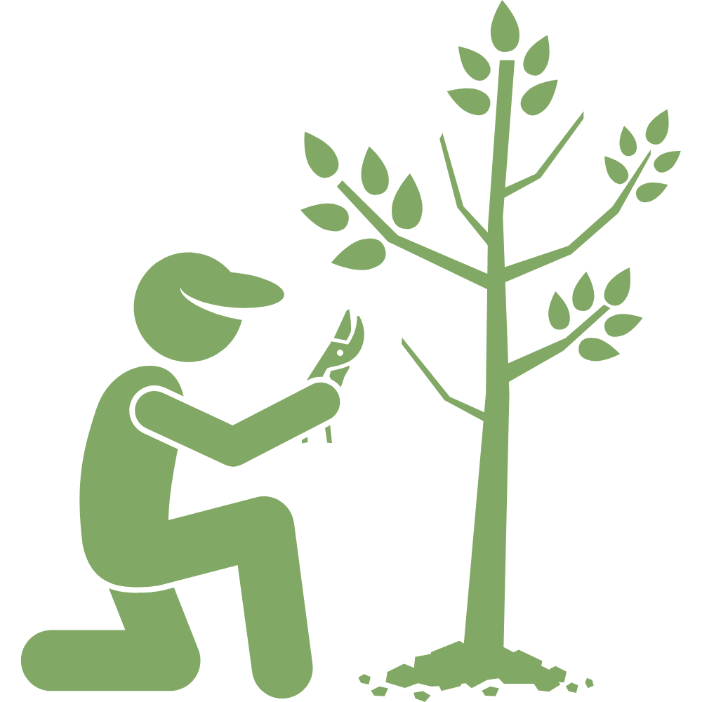 Pruning