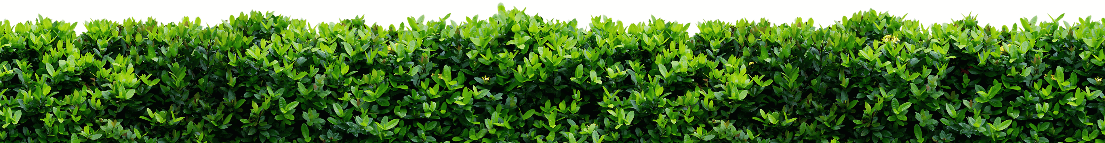 Garden services in Rothwell